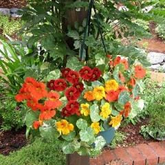 Nasturtium Little Firebirds - Renee's Garden