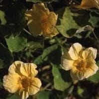 Nasturtium Moon Gleam - Cornucopia Seeds