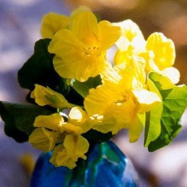  Nasturtium Moonlight Climb - Renee's Garden Seeds