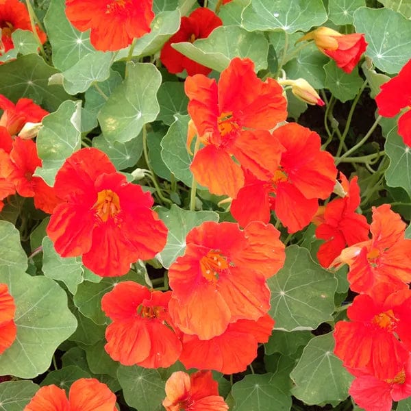 Nasturtium Scarlet Gleam - Saanich Organics Seeds