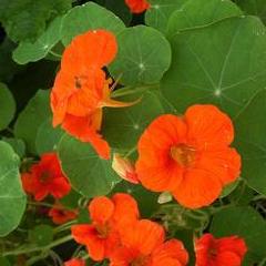 Nasturtium Spitfire - Renee's Garden