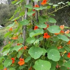 Nasturtium Spitfire - Renee's Garden