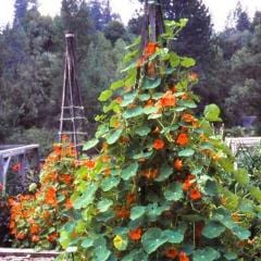 Nasturtium Spitfire - Renee's Garden