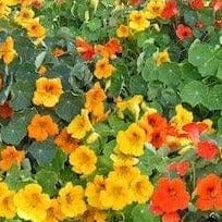 Nasturtium Summer Charm - Cornucopia Seeds