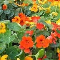 Nasturtium Summer Charm - Cornucopia Seeds