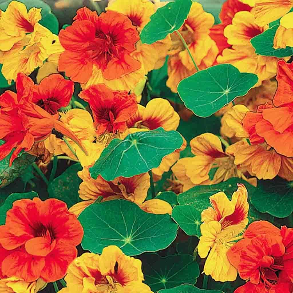 Nasturtium Tall Climbing Mix - McKenzie Seeds 