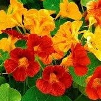 Nasturtium Tall Single Mixed Colours - Cornucopia Seeds
