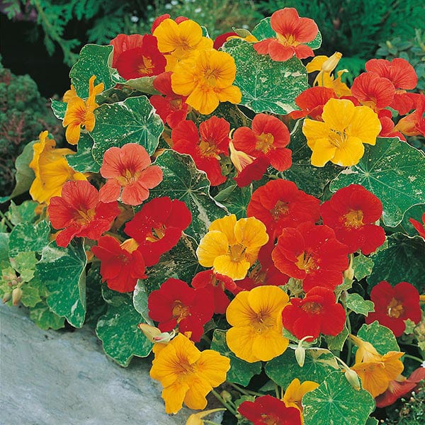 Nasturtium Trailing African - Mr.Fothergill's