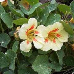 Nasturtium Vanilla Berry - Renee's Garden