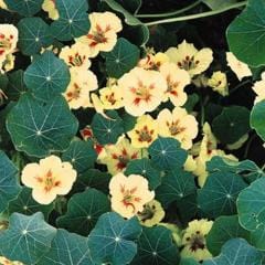 Nasturtium Vanilla Berry - Renee's Garden