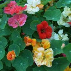 Nasturtium Whirlybird Mix - Renee's Garden