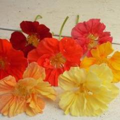 Nasturtium Whirlybird Mix - Renee's Garden