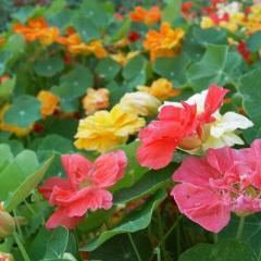 Nasturtium Whirlybird Mix - Renee's Garden