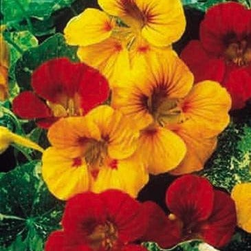 Nasturtiums Alaska Mix - Renee's Garden Seeds