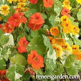 Nasturtiums Alaska Mix - Renee's Garden Seeds