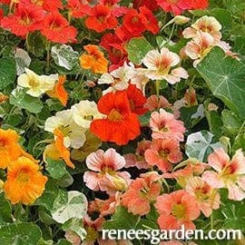 Nasturtiums Alaska Mix - Renee's Garden Seeds