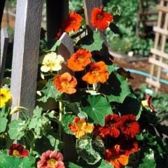 Nasturtiums Amazon Jewel - Renee's Garden