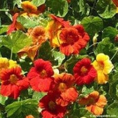renee's garden nasturtium seeds Nasturtiums Amazon Jewel