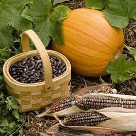 native american garden seeds Native American 3 Sisters Bonus Pack