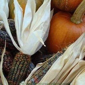 native american garden seeds Native American 3 Sisters Bonus Pack