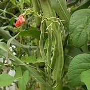 native american garden seeds Native American 3 Sisters Bonus Pack