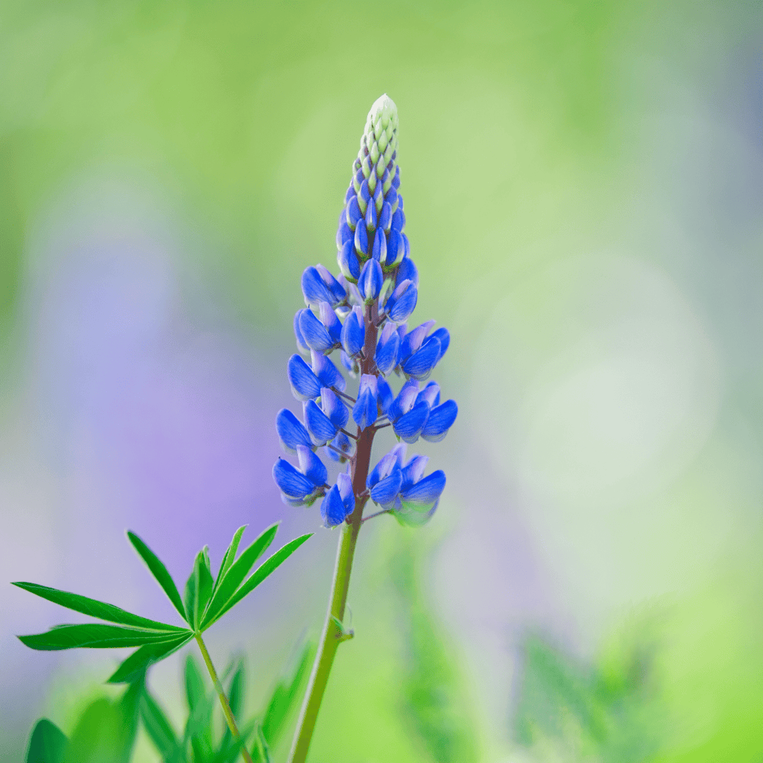 Native Blue Lupine - Salt Spring Seeds