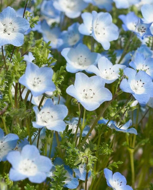 Nemophila Baby Blue Eyes - West Coast Seeds