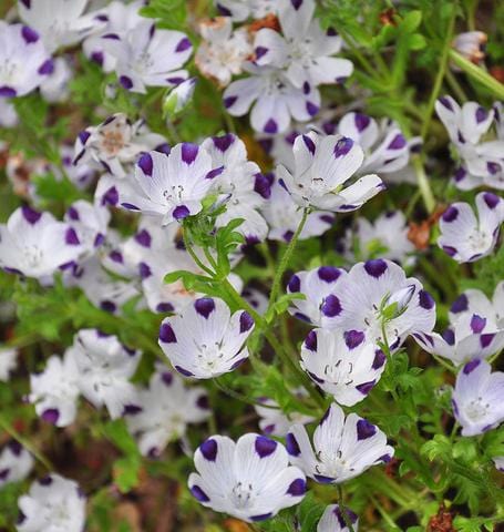 Nemophila Five Spot - West Coast Seeds