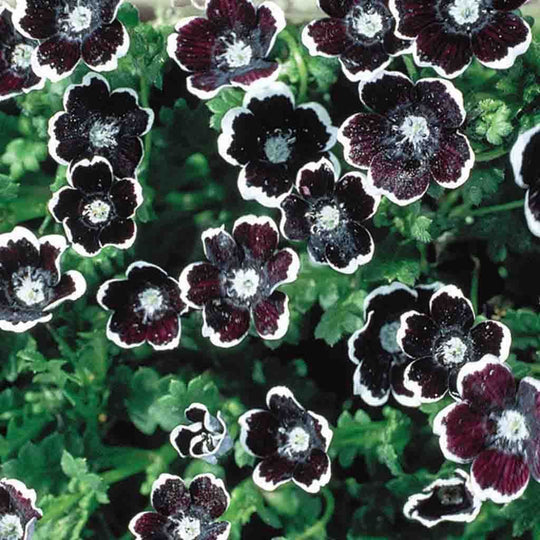 Nemophila Penny Black - McKenzie Seeds 