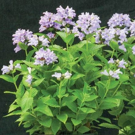 Nepeta Blue Panther - West Coast Seeds