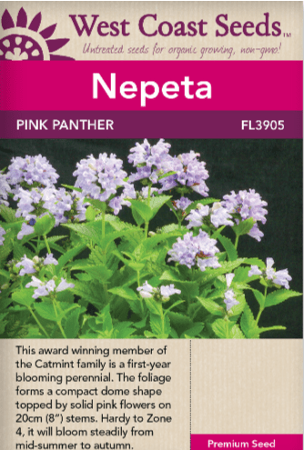 Nepeta Pink Panther - West Coast Seeds Ltd WCS 