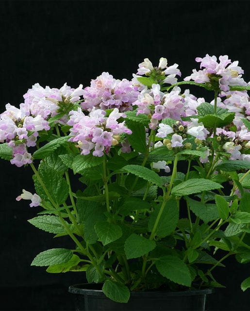 Nepeta Pink Panther - West Coast Seeds