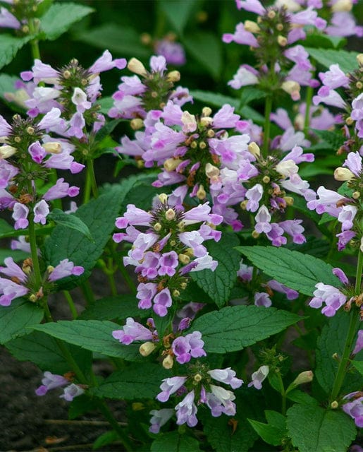 Nepeta Pink Panther - West Coast Seeds