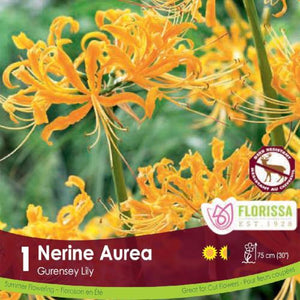 Nerine Lycorus Aurea yellow spring bulb