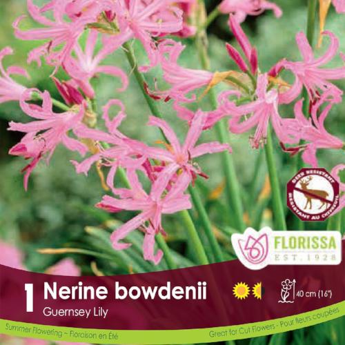 Nerine Bowdenii Pink spring bulb