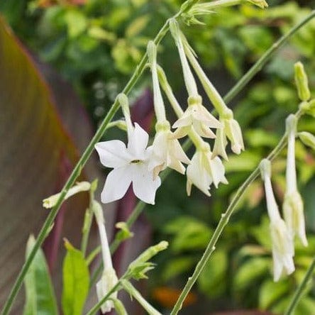 Nicotiana Jasmine Tobacco - West Coast Seeds