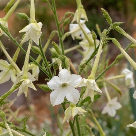 Nicotiana Jasmine Tobacco - West Coast Seeds