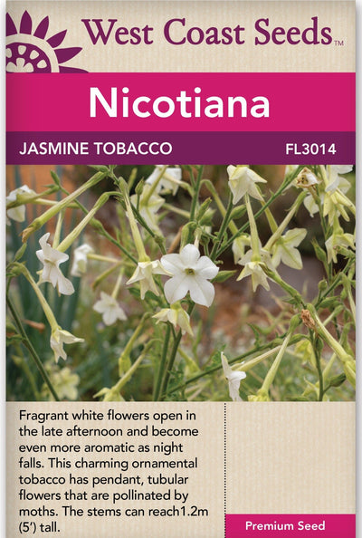 Nicotiana Jasmine Tobacco - West Coast Seeds