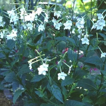 Jasmine Alata - Renee's Garden Seed