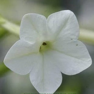 Jasmine Alata - Renee's Garden Seed