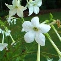 Jasmine Alata - Renee's Garden Seed