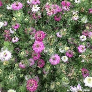 Mulberry Rose Nigella