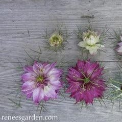 Mulberry Rose Nigella