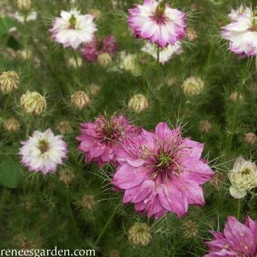 Mulberry Rose Nigella