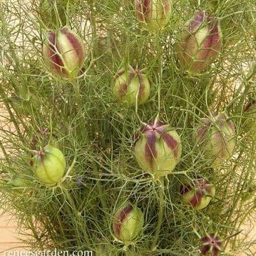 Mulberry Rose Nigella