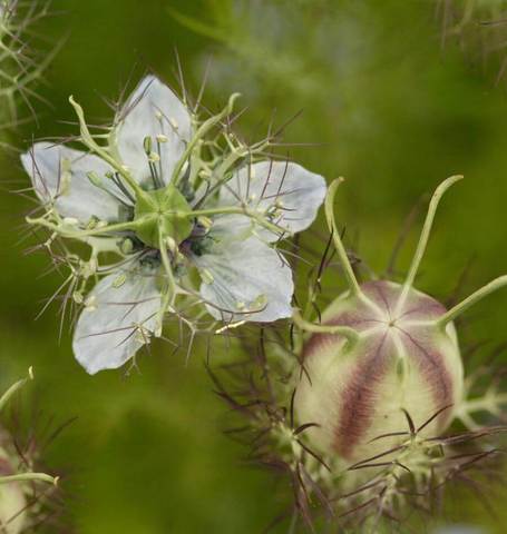 Nigella Jewels - West Coast Seeds