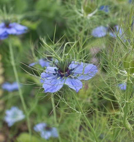 Nigella Jewels - West Coast Seeds