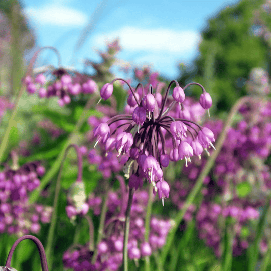 Nodding Onion - Salt Spring Seeds