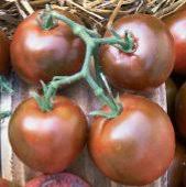 Tomato Nyagous Novelty - Salt Spring Seeds