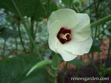 Okra Jambalaya - Renee's Garden Seeds